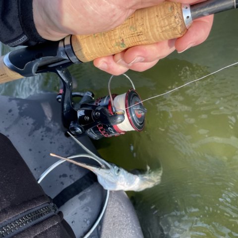 Første hornfisk efter 5 minutter