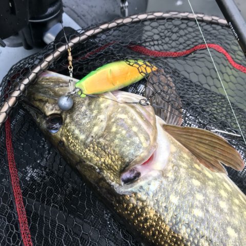 Borbjerg møllesø gedde fiskeri pigshad jr