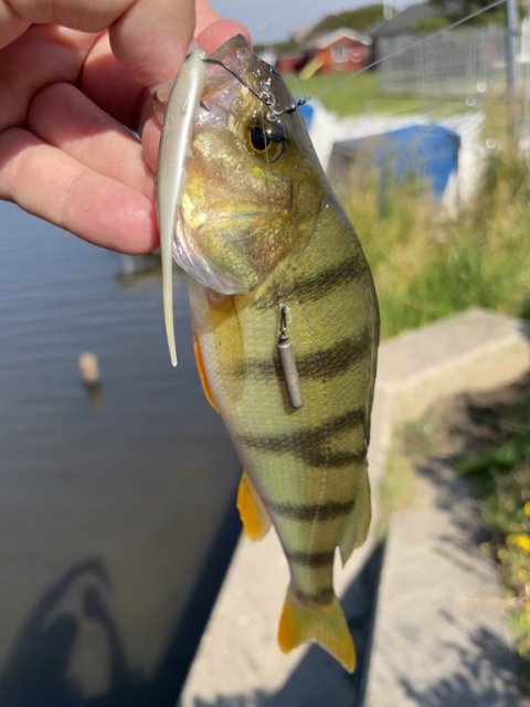 Dropshot og vestjyske striber