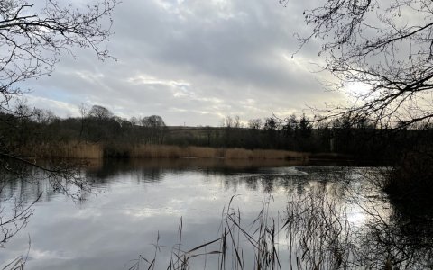 Pilemors mose i det østjyske - hjemsted for herlige gedder i skønne farver