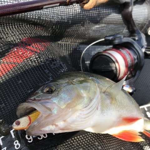 savage gear ultralight UL cosyum aborre ringkøbing havn