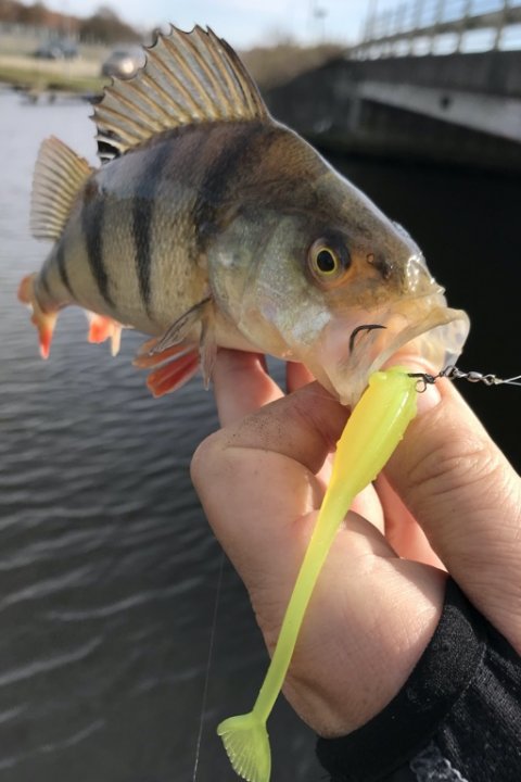 aborre drop9 high5lures vonå