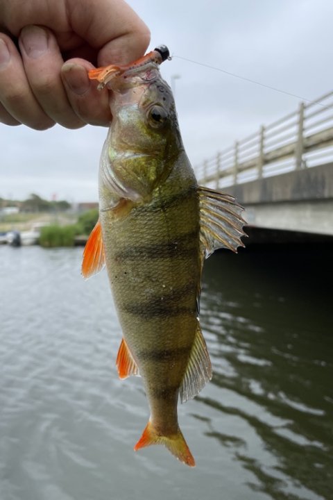 Endnu en vestjysk aborre på Zman MicroTRD