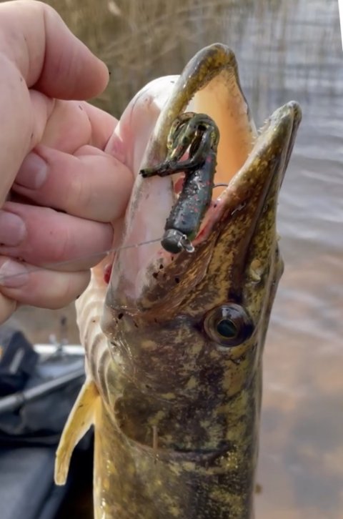 Nedrig fra Zman i kæften på gedden