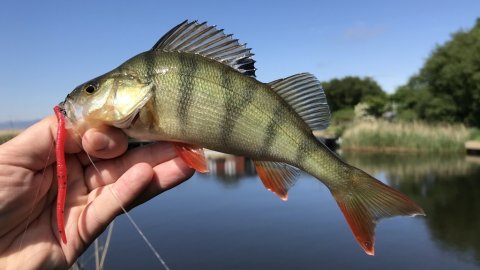 perch vestjylland fiskeri aborre barsch