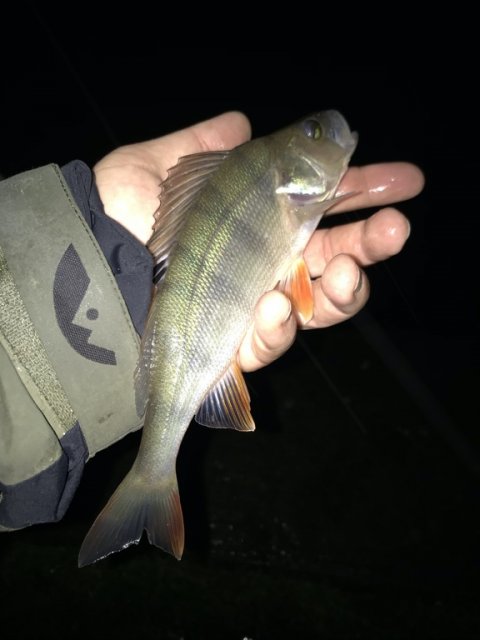 aborre vonåen medefiskeri fiskeri vestjylland