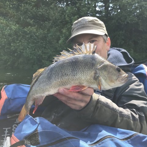 kæmpe striber storfanger aborre flydering