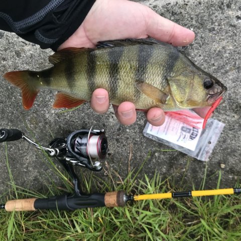 aborre vonå ringkøbing