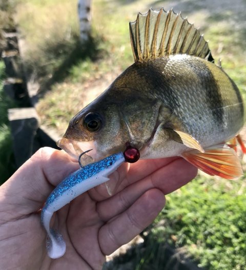 aborre perch barsch Vestjylland skjern fiskeri pigshad strike pro cwc