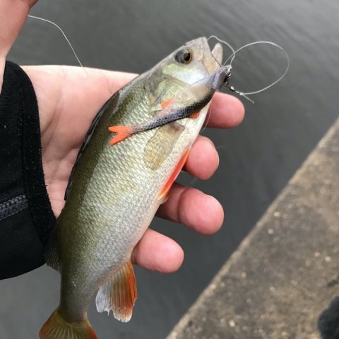 fangst ringkøbing å kanal mellem de 2 fjorde
