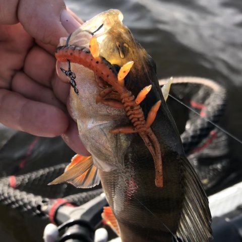 Aborre på dropshot - illex scissorcomb