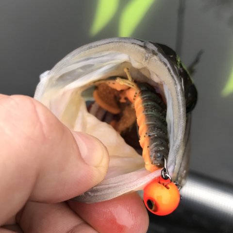 grådig aborre jig slugt inhaleret fiskeri