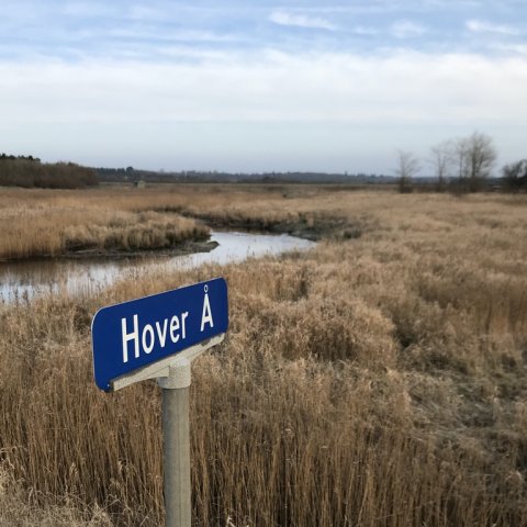 hover å bækørred laks havørred lystfiskeri vestjylland