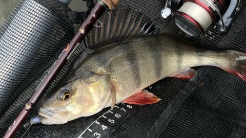aborre ringkøbing fjord visit vestjylland perch brasch fiskeri
