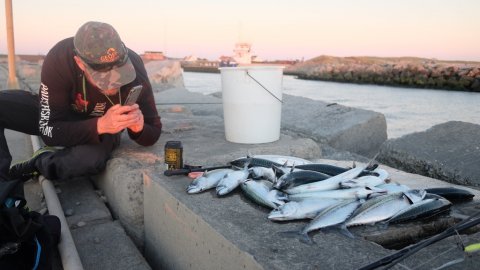 Fotodokumentation af de hjemtagne makrel