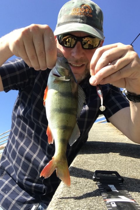 Pausefiskeren med aborre kroget på Gunki Grubby Shad