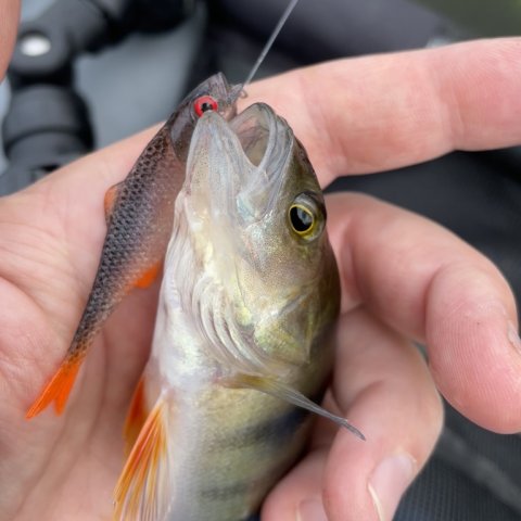 Vestjysk aborre på tysk gummi