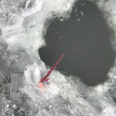 isfiskeri loch nees regnbueørred