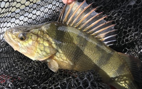 ringkøbing havn vestjylland barsch angeln aborre fiskeri