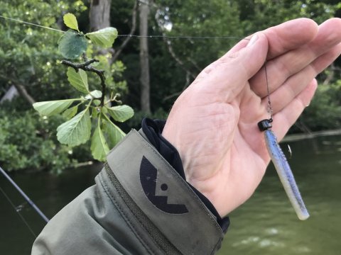 nedrig zman trd jig aborre perch