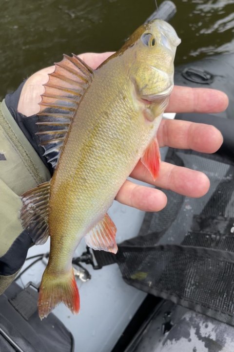 Guld-aborre? Et eksemplar helt uden striber