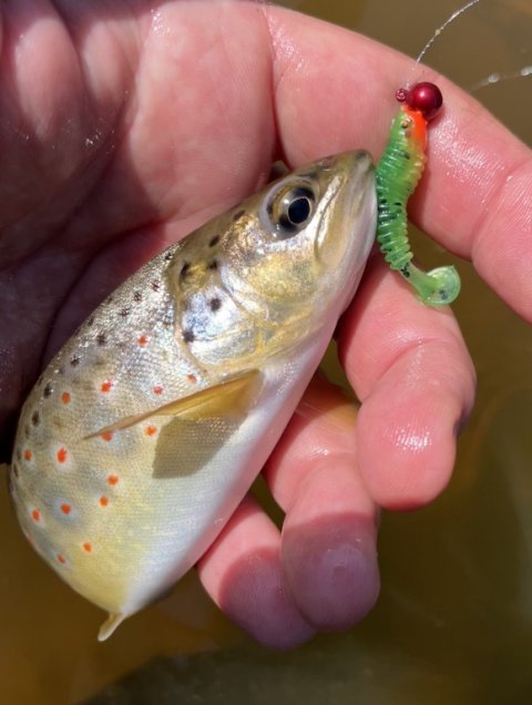 Salmo trutta fario - dagens sidste fangst fra Hover Å