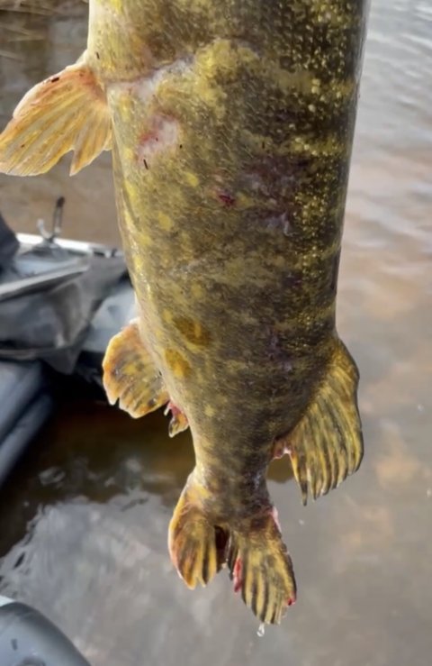 Gydningen har sat sine spor på gedden
