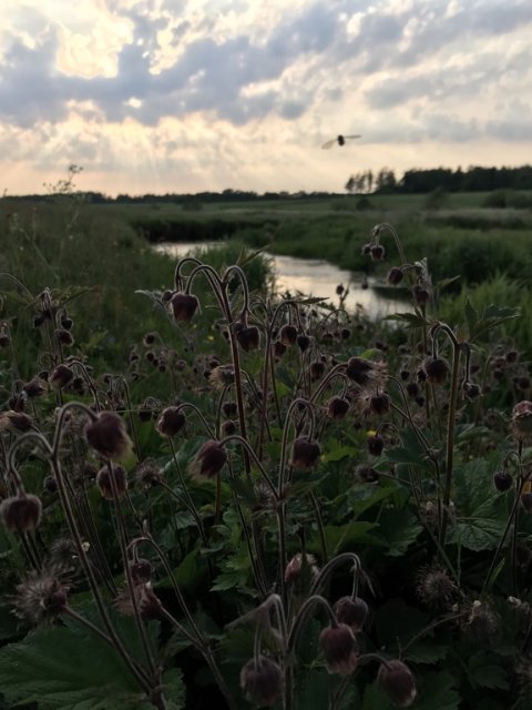 hover å bækørred regnbueørred vestjylland hover