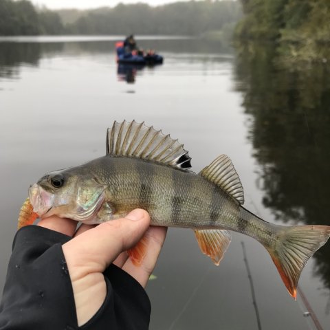 jig barsch perch flydering
