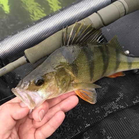 flere striber aborrefiskeri gummidyr dropshotfiskeri