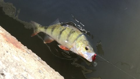 perchfight barschalarm abborre