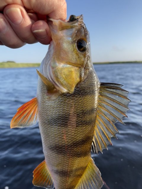 Pragtfuld fisk - aborre fra flydering