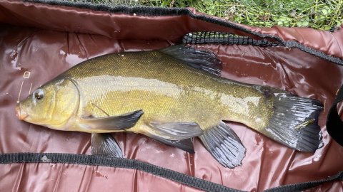 Tinca tinca - morgen-suder ved søen