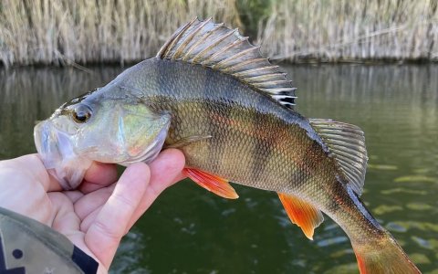 Efterår og aborrefiskeri