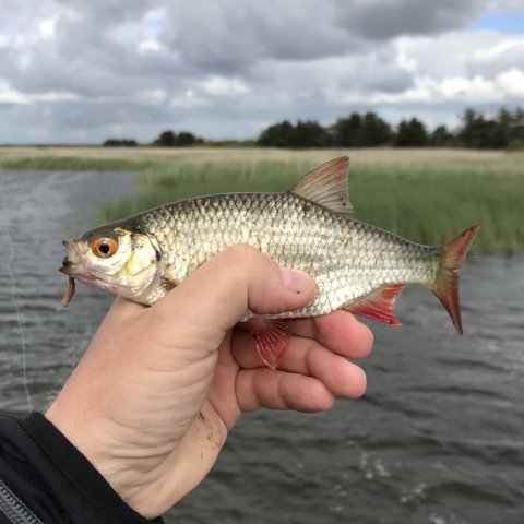 rudskalle medefiskeri Vestjylland