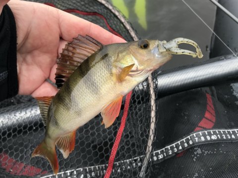 aborre ul fiskeri flydering high rider 170