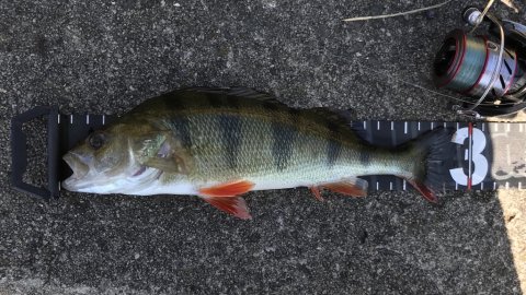 sæsonens hidtil længste aborre