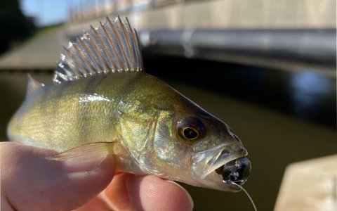 Der er langt mellem huggene - men endnu en lille aborre snydes af det amerikanske gummidyr