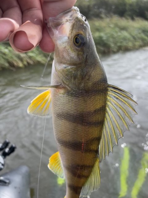 Stribet røver fra kanalen mellem de 2 fjorde - Vonåen