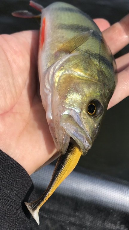aborre perch barsch vonåen vestjylland highrider flydering westin shadteez