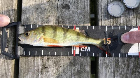 aborre striber røver ormefiskeri