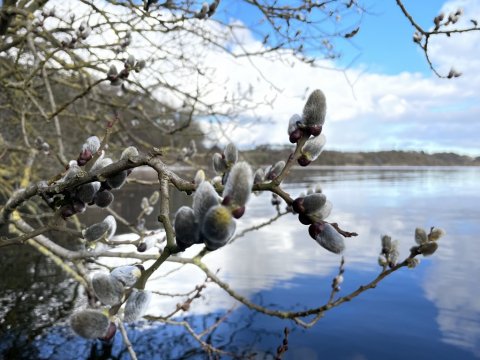 Forårsdag ved Mariager Fjord