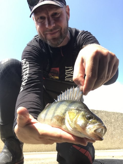 aborre ringkøbing havn fjord pausefisk barsch