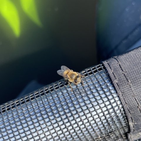 Pausefiskerens flydering udfører et bi-job