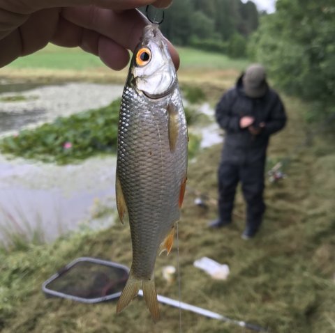 skaller så store som webredaktører