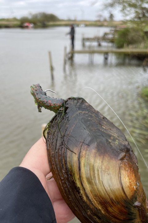 Hug på gummidyr - af ferskvandsmusling