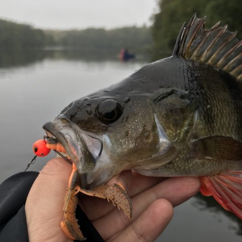 portræt af aborre østjysk skovsø Westin crecraw chabu-rig