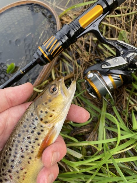 Salmo trutta fario - bækørred fra Hover Å på Salmo wobler