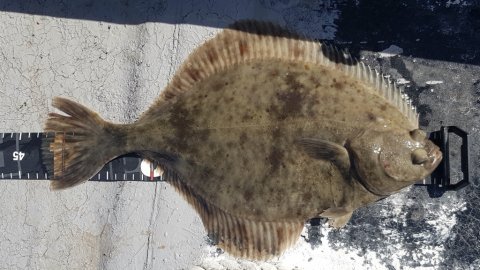 Åbenrå fjord Aabenraa fiskeri fladfisk kutter