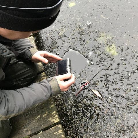 aborre isfiskeri mosebryg